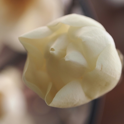 P1015821 - バージョン 2.JPGのサムネール画像